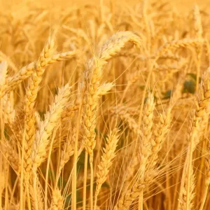 Купуємо пшеницю клас 4 (фуражна)