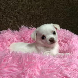 Щенки чихуахуа