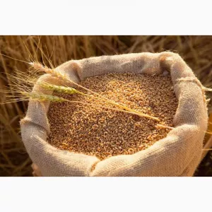 Закуповуємо зерновідходи, прострочений посівмат, некондиційне зерно