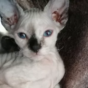 Котята дон сфинкса