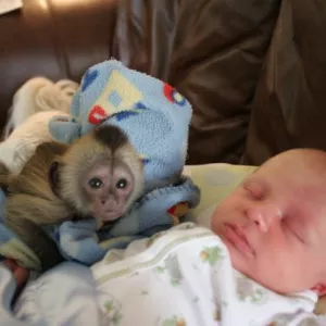 Baby Capuchin monkeys  and monkey accesories for sale