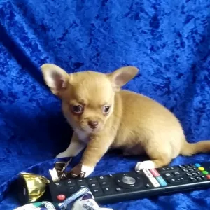 Гарний хлопчик чихуахуа