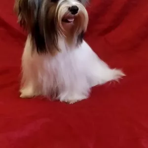 Бівер Йорк підрощена дівчинка