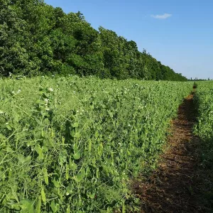 Насіння зимуючого гороху