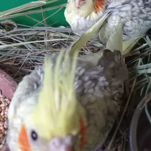 Пташенята корелли (2 міс)