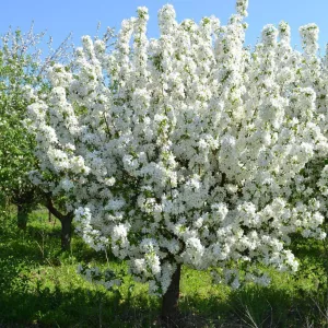 Фермерское хозяйство 12 Га