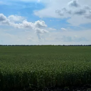 Земельный участок сельхозназначения 180 Га