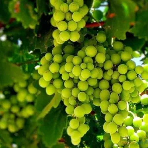 Фермерское хозяйство 56 Га. (Виноградники, сад)