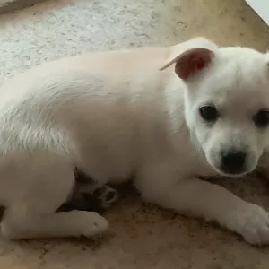 Отдам в хорошие руки чихуахуа помесь