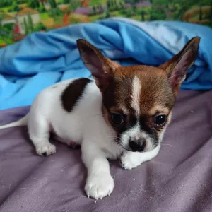 Продаются щенки чихуахуа