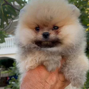 Померанский шпиц