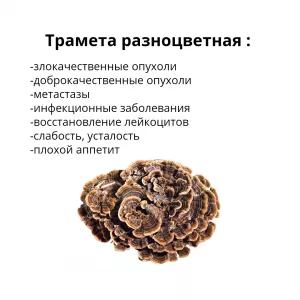 Траметес разноцветный