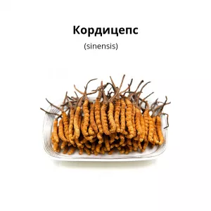 Кордицепс (sinensis)