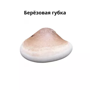 Берёзовая губка
