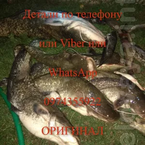 Samus 1000 Samus 725 MP MS