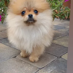 Девочка мишка