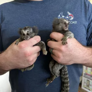 Finger Marmoset Monkeys for SALE 