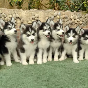 Siberian husky puppies available for Sale 