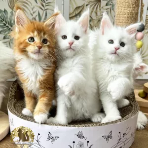 Maine Coon Kittens for sale 