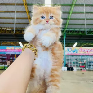 Persian kittens Available for adoption