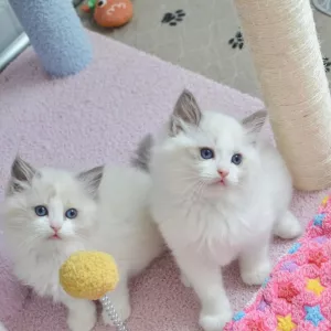 Ragdoll kittens for adoption