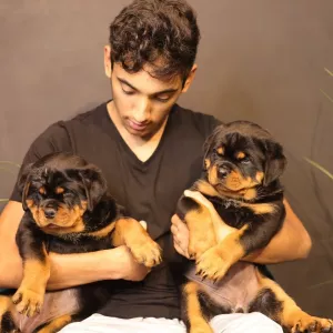 Rottweiler Puppies Available for sale   