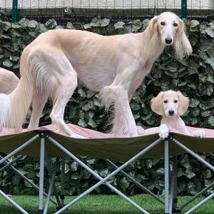 Saluki Puppies available 