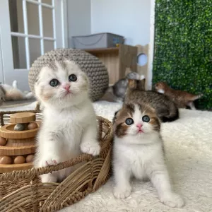 Scottish Fold Kittens for sale 