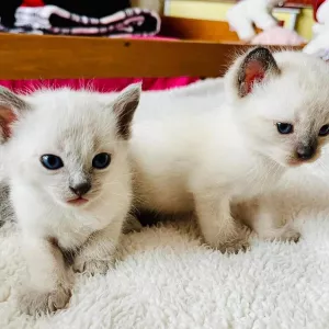 Siamese Kittens Ready  