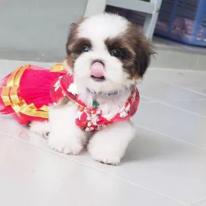 Shih Tzu Puppies for Sale 