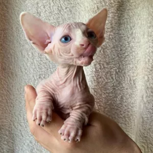    Sphynx Kittens for sale