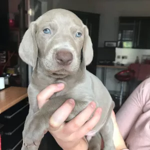 Weimaraner Puppies For Adoption To Any Caring Home.  