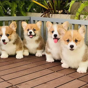 Pembroke Welsh Corgi Puppies for sale 