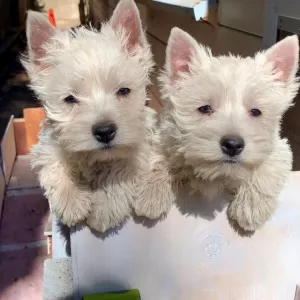 West Highland Terrier Puppies for sale 