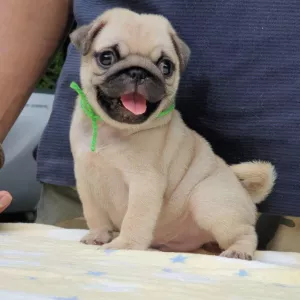 Pug Puppies For Sale  