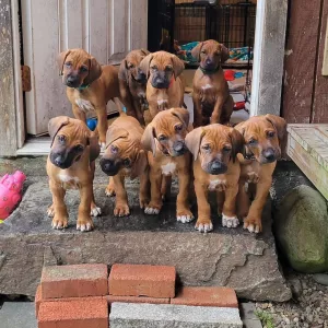 rhodesian ridgeback Puppies for sale   