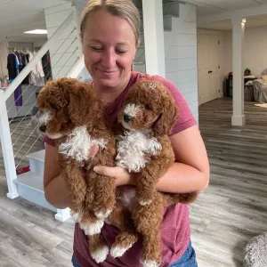 Goldendoodle Puppies Available