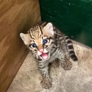 Lovely Ocelot Cats, Male And Females