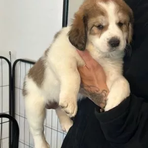 Central Asian Ovtcharka Puppies 