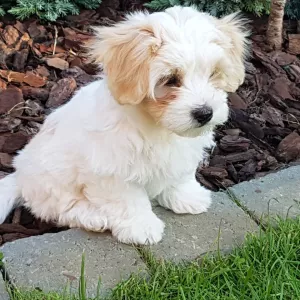 Havanese puppies for adoption