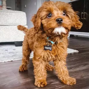 Amazing Cavapoo Puppies For Adoption