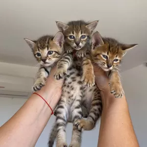 3 Savannah Kittens for Adoption