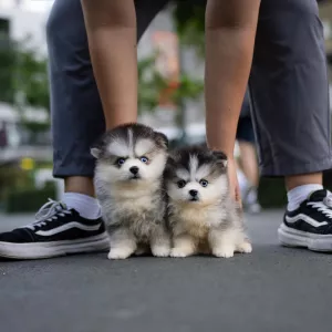 Pomsky Puppies Available