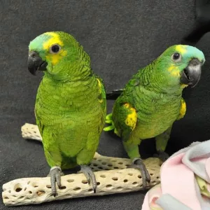 Adorable Amazon parrots Available now 