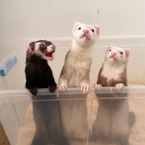 loving ferrets for Adoption 