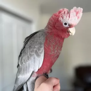 Galah Cockatoo Parrots