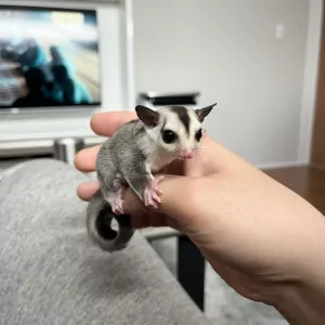 Sugar Gliders Male and Female for Sale 