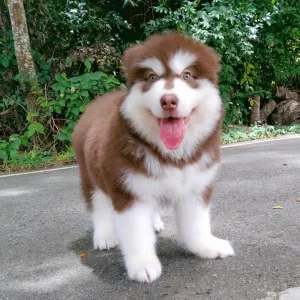 Alaskan Malamute Puppies