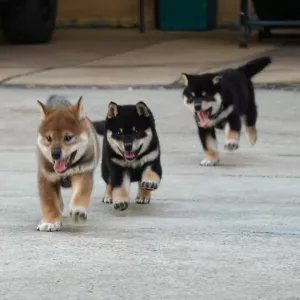 Shiba Inu Puppies for sale   