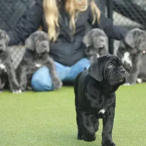 Neapolitan Mastiff Puppies for sale   